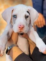 greatdane.familydog_1701907182_3252155617175383028_6923751117