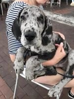 happygreatdane_1717373882_3381899701597807734_6068312667